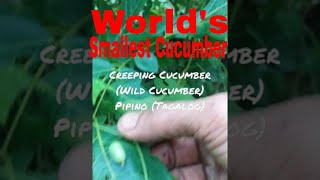 Creeping Cucumber  Wild Cucumber  Pipino [upl. by Stephanie]