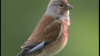 Linotte mélodieuse Common Linnet  Hänfling  Carduelis canna bina [upl. by Jenness]