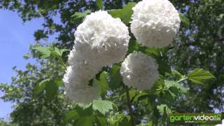 Viburnum opulus  Schneeball als Stämmchen [upl. by Ayital]