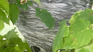 Massive Paper wasp nest [upl. by Annaiel]