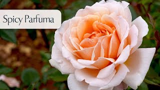 Spicy Parfuma  Rose [upl. by Bertine]