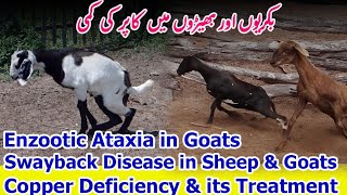 Copper Deficiency in Goat  Enzootic Ataxia in Goats and Sheep  Swayback in Goats and sheep [upl. by Ahsiat473]