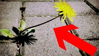 Gartentipp Unkraut amp Moos leicht aus Fugen entfernen ohne Bücken – Pflasterfugen reinigen Lifehack [upl. by Tray522]