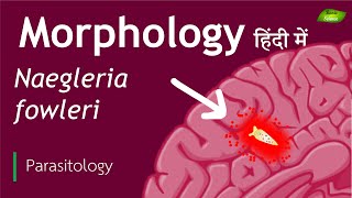 Naegleria fowleri in Hindi Morphological features  Parasitology  Basic Science Series [upl. by Atnek216]