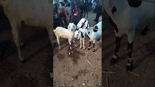 ஐலூர் ஆட்டு சந்தைக்கு வந்தாச்சு 🐐🐐🐐ilur aatukutty aatu kutti [upl. by Silvano]