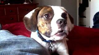 Funny Frengle French bulldogBeagle vs The Claw [upl. by Mallon]