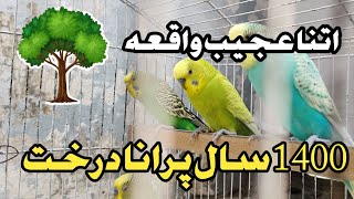 100 sal purana tree ll سو سال پرانا درخت ll trending viralvideo foryou abdulhabibattari [upl. by Cirre]