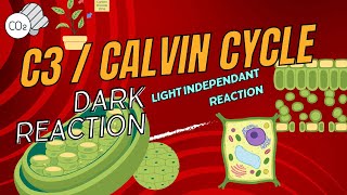 Calvin CycleC3 CycleLight Independent reaction Dark reactionCarbon Fixation Cyclephotosynthesis [upl. by Morette]