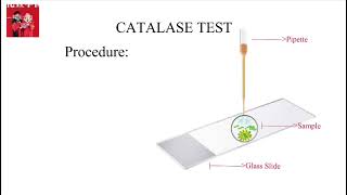 Catalase test  Explained in Urdu [upl. by Aidnic]