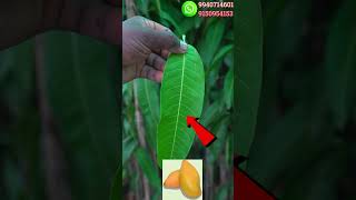 Ithu Ungalukku Theriyuma Mango Plants 99407146019150954153 [upl. by Iveksarap]