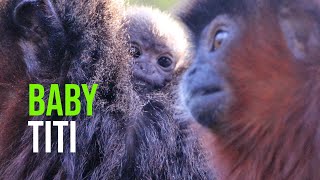 Love Is In The Air At Belfast Zoo This Valentine’s With The Arrival Of A Tiny Titi Monkey [upl. by Glendon658]