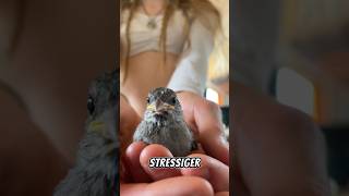 Ich habe ein Küken das fliegen lernt küken fliegen ich vogel abenteuer action story [upl. by Nirrej]