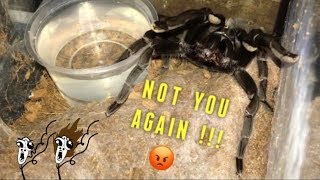 Tarantula abdomen EXPLODED WITH EGGS Egg bound or  2nd TIME THIS WEEK [upl. by Disraeli402]