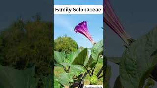 10 Examples of Solanaceae  List of plants in the family Solanaceae  NEET Biology [upl. by Berl]