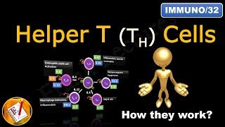 Helper T Cells TH1 cells TH2 cells TH17 cells TFH cells and Treg cells FLImmuno32 [upl. by Nas]