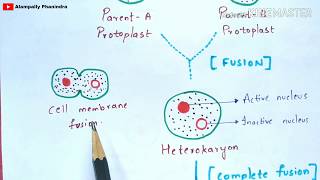 Formation of somatic hybrids and cybrids  Notes  Somatic hybridization  Cybridization [upl. by Eiggam]