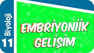 11 Sınıf Biyoloji Embriyonik Gelişim 2022 [upl. by Lener128]