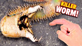 Bobbit Worm BITES Eats Fish Alive [upl. by Nhguavoj]