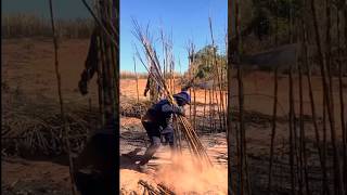 Cortadores de Caña amazing skills sugar hardwork agriculture agricultura shorts [upl. by Wane]