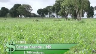 FAZENDA À VENDA EM CAMPO GRANDE  MS COM 2700 HECTARES [upl. by Nylkaj]