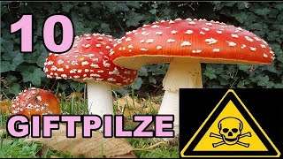 Die 10 GIFTIGSTEN PILZE 🍄 Toxic Mushrooms ⚠️ [upl. by Atinev402]