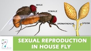 Sexual Reproduction In House Fly [upl. by Bollay]