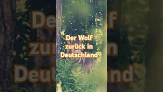 Rückkehr der Wölfe nach Deutschland🐺 wolf wolves erklärvideo fakten deutschland artenschutz [upl. by Anastasius]