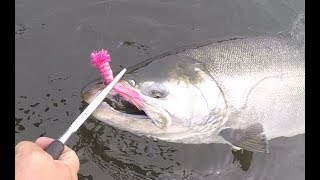 Alaska Aleutians Day 6  polywog popper surface fishing 4 silver salmon  Silberlachs [upl. by Lahcym]