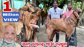 ফালু চাচার বাসায় বর্তমানে কি কি জাতের পাঠা আছে দেখুন। তোতাপুরী পাঠার খামার। প্রজনন কেন্দ্র। নাটোর [upl. by Claudina394]