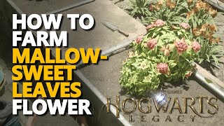 How to get Mallowsweet Leaves Hogwarts Legacy [upl. by Dahle]