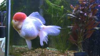 My Giant Red Cap Oranda [upl. by Mariska643]