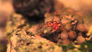 Stomatella Snail Grazing on Zoanthids [upl. by Stan605]