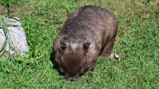 Discovering the World of Wombats Australias Remarkable Marsupials [upl. by Kelcie]