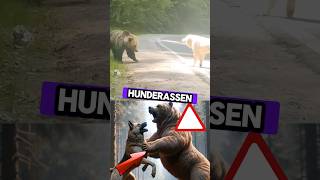 Diese 3 Hunderassen können gegen Bären kämpfen 😳🐕 hunde hund tiere [upl. by Drona]