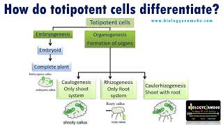 How do Totipotent cells differentiate in Plant Tissue Culture [upl. by Ahseyi]