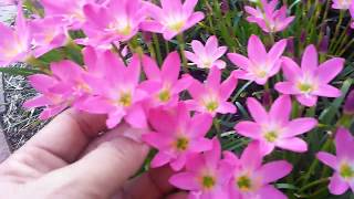 How to grow Rain Lily  Zephyranthes in a pot or in the ground FL  25 [upl. by Eudoca]