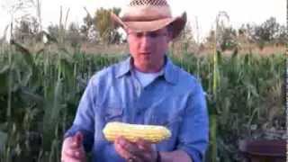 How to shuck corn quickly and easily [upl. by Enicnarf]