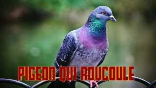 PIGEON qui ROUCOULE Pigeon sounds  Cri du pigeon  Verso del piccione  Pigeon sound [upl. by Allecsirp451]