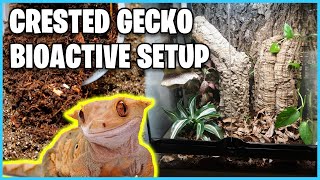 How To Setup a Bioactive Tank for a Crested Gecko [upl. by Ayeki459]