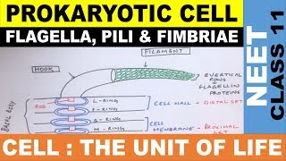 Prokaryotic Cell  Flagella Pili amp Fimbriae  Structure of flagella Ncert  Class 11  NEET 2021 [upl. by Elahcar]