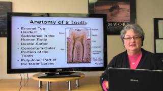 Basic Dental Terminology [upl. by Jesselyn742]