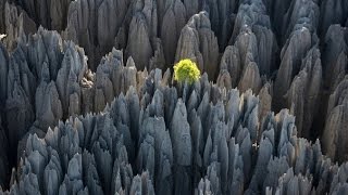 Tsingy de Bemaraha Stone Forest Madagascar  каменный лес ЦинжидюБемараха Мадагаскар [upl. by Garin585]