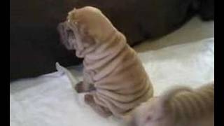 Shar Pei Puppies 3 weeks old [upl. by Miko]