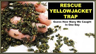 Guess How Many Yellowjacket Hornets The Rescue Trap Caught In One Day Mousetrap Monday [upl. by Rika161]