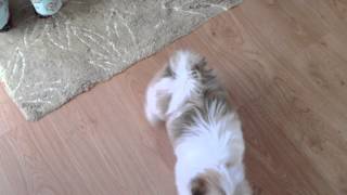 Lhasa Apso training at only 13 weeks [upl. by Lemmor]