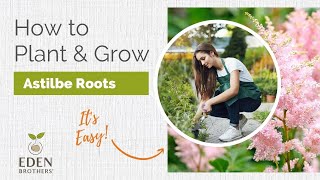 How to Plant and Grow Astilbe Roots [upl. by Gusty]