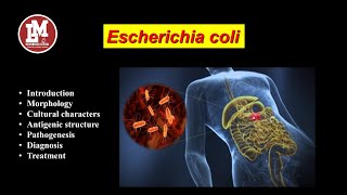 Escherichia coli E coli [upl. by Hew]