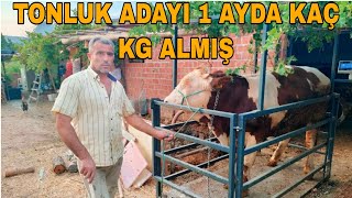 TONLUK ADAYI DANALAR SADECE ARPA YİYEREK AYLIK KAÇ KG ALMIŞGÜBRE TEMİZLEME [upl. by Dupin]