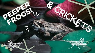 Peeper Frogs Peepers and Crickets Sleep Sounds  10 Hours [upl. by Uolyram524]