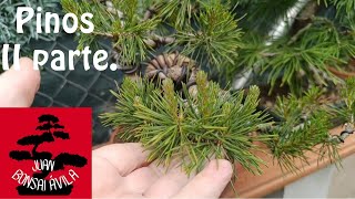 Seguimos con los pinos II parte así van a 16 de mayo 2024 bonsai [upl. by Dombrowski549]